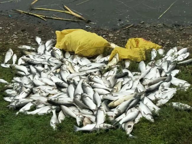 湖南一河现大量死鱼,河里大面积死鱼